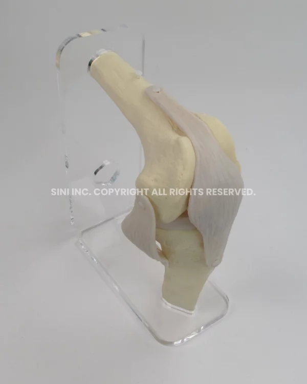 Meniscus Suture Trainer