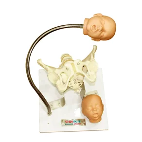 Pelvis with Fetal Heads Model