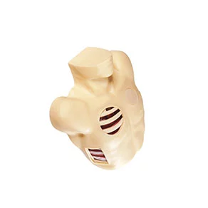 Pleural Drainage Simulator