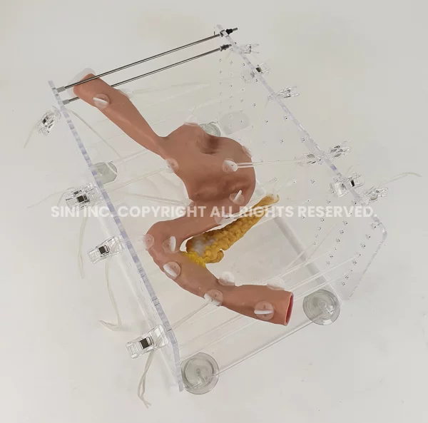 ERCP Trainer (MediTop Only)