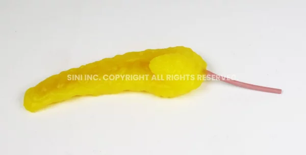 Pancreas Anastomosis Trainer