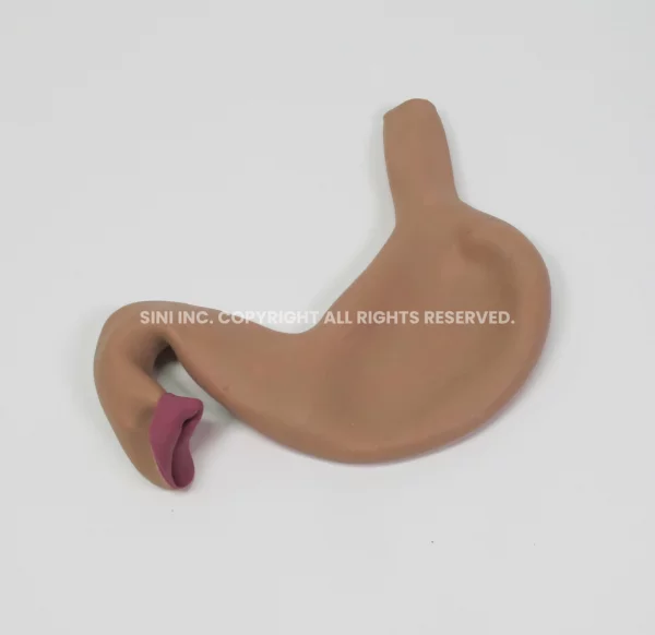 Stomach Suture Model