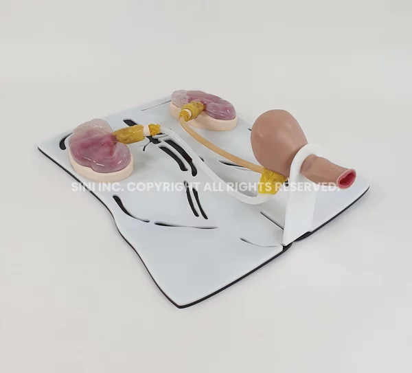 Ureteroscopic Trainer