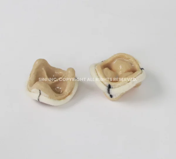 Artificial Heart Valve