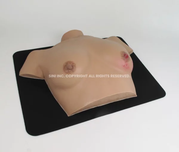 Breast Anatomy Model Torso