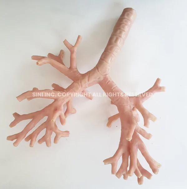 Bronchus Endoscopic Trainer