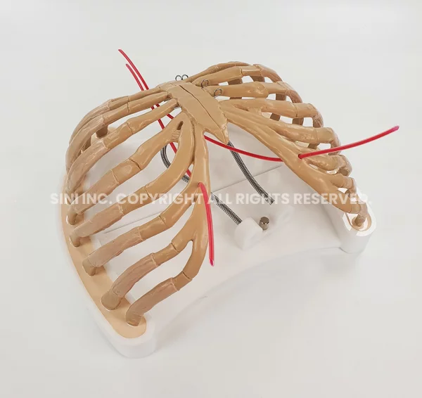 Heart Surgery Costal Model (TMC Only)