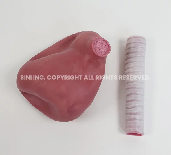 Lung & Trachea Suture Trainer