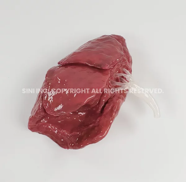 Lung Segmentectomy Trainer