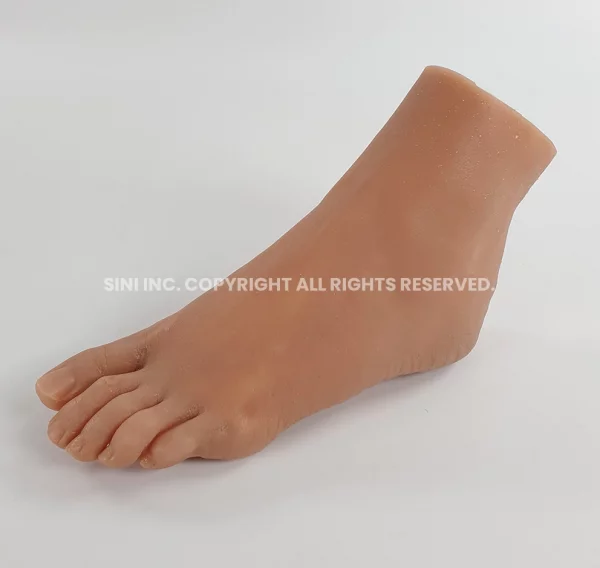 Foot Model