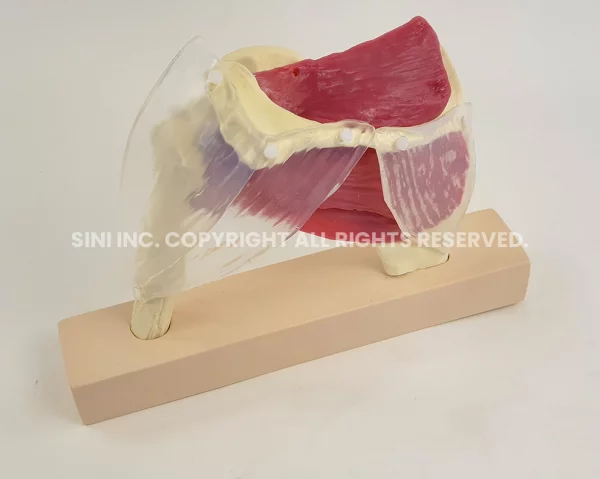 Shoulder Stand Model B (TMC)