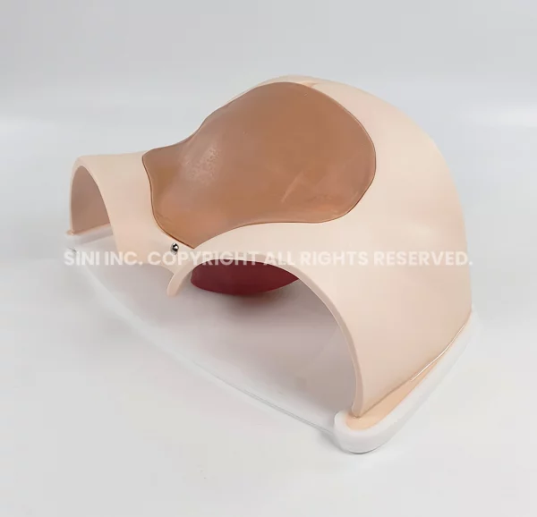 C-Section Trainer (Johnson & Johnson Only)