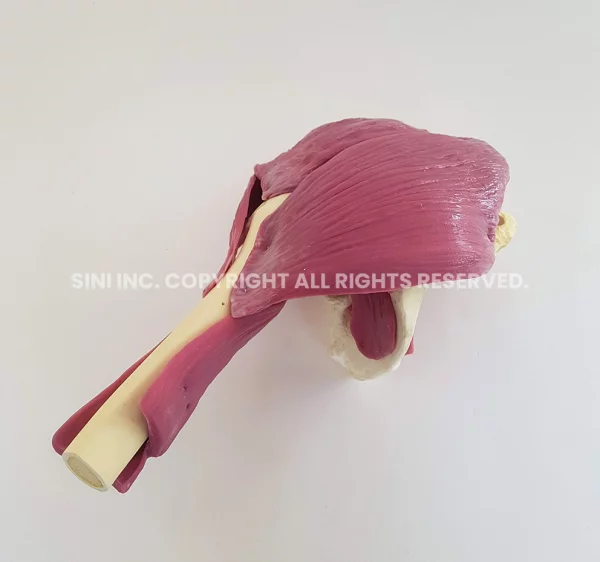 Hip Joint Surgery Trainer (TMC)