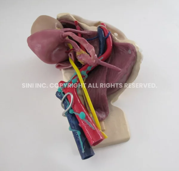 Pelvic Cavity Skills Trainer (TMC)