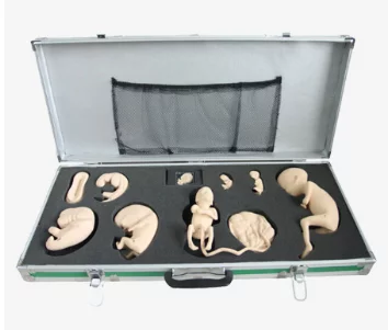 Advanced Embryo Development Process Simulator