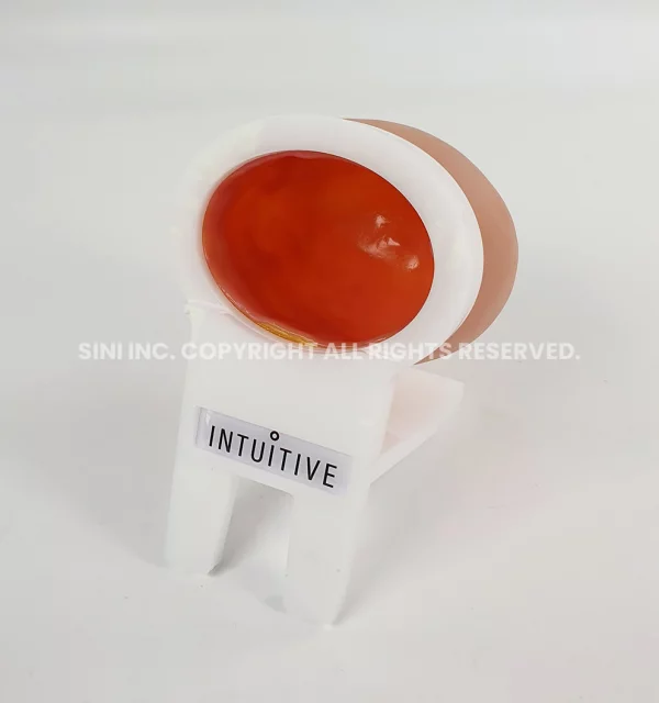 Breast ENT Model (Intuitive ENT Only)